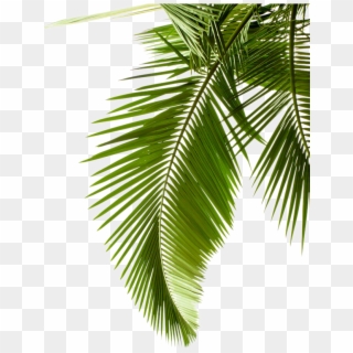 Leaf Pattern Tree Arecaceae Paper Palm Branch Clipart - Backgrounds White And Green, HD Png Download