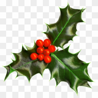 Christmas Holly Transparent Background, HD Png Download