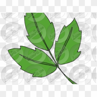 Ivy Clipart Poison Ivy , Png Download, Transparent Png