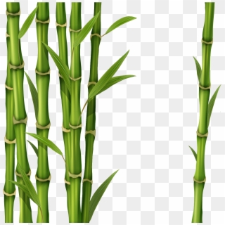 Clipart Bamboo Png, Transparent Png