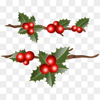 Holly Branches Png Clipart Image - Holly Png Free, Transparent Png