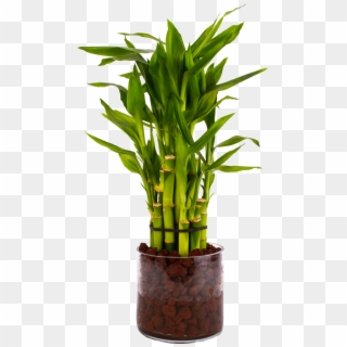 Lucky Bamboo In Glass Vase With Lava Rock - Lucky Bamboo In Water Vase, HD Png Download