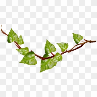 Collection Of Ivy Png High Quality Ⓒ - Vines With Transparent Background, Png Download