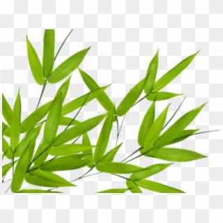 Bamboo Png Transparent Images - Green Leaves, Png Download