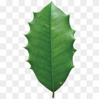 2460 X 2947 18 - Holly Tree Leaf, HD Png Download