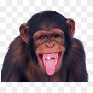 Monkey Png Transparent Image - Monkey Transparent, Png Download