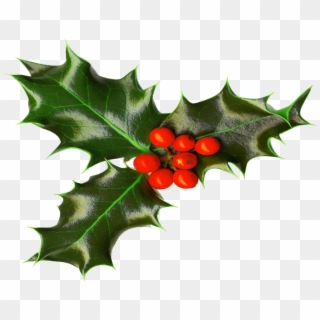 Holly - Holly Png Transparent, Png Download