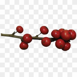 Deciduous Holly - Holly Berries Transparent Png, Png Download
