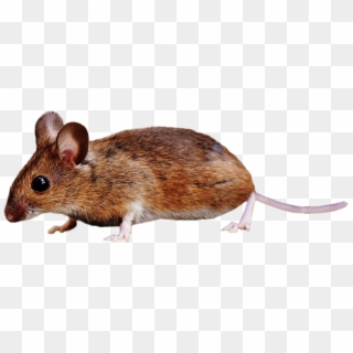 Brown Mouse Standing - Rat Png, Transparent Png