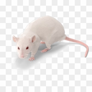 Rat Png Background Image - White Mouse No Background, Transparent Png