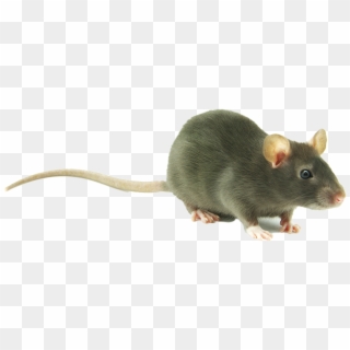 Collection Of Free Rat Transparent Download On - Cute Rat Transparent Background, HD Png Download