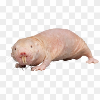Animalnaked Mole Rat - Naked Mole-rat, HD Png Download