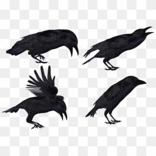 Crows 2 Png Stock By Roy3d, Transparent Png