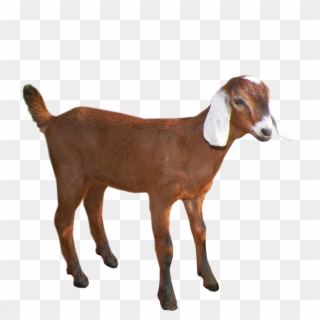 Goat Png - Brown Goat Png, Transparent Png