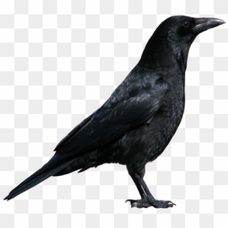 Crow - Russell Crowe As A Crow, HD Png Download