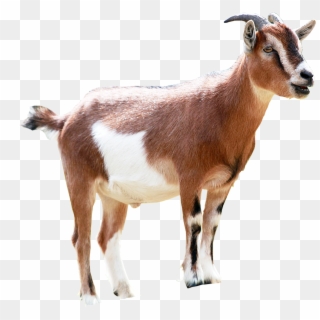 Goat Png Image Transparent Background - Transparent Background Goats Png, Png Download