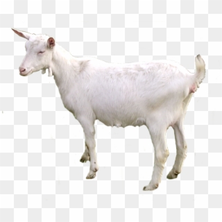 Goat Png - Transparent Background Goats Png, Png Download
