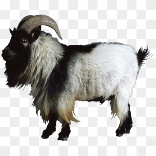 Goat Png - Mountain Goat No Background, Transparent Png