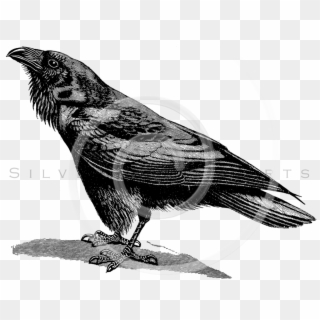 Raven Bird Transparent Png - Vintage Raven Illustration, Png Download
