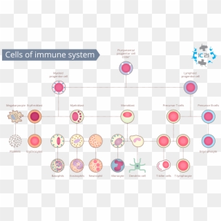 Cells Of The Immune System, Immune Cell Banking, Immune - Human Immune System Cells, HD Png Download