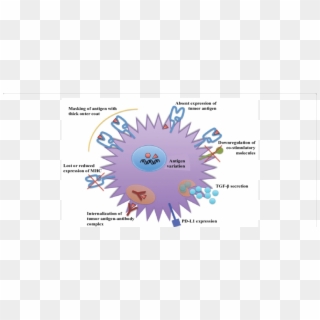 Mechanisms Of Evasion Of Immune System By Tumor Cells - Red Star For Certificate, HD Png Download