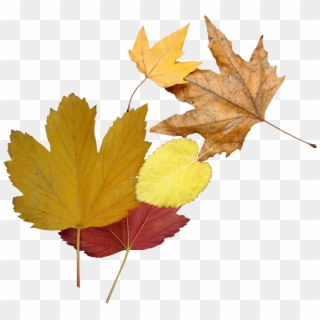 #leaf #leaves #autumn #autumnleaves #fallenleaves #fallcolors - Maple Leaf, HD Png Download