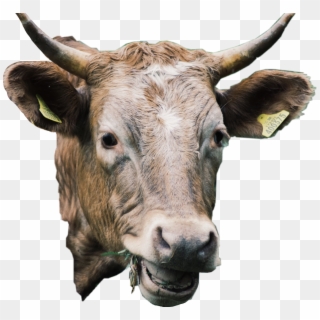 #cow #animal #cute #cattle #livestock #freetoedit - Bull, HD Png Download