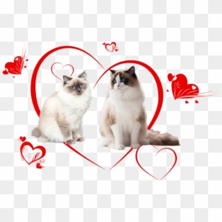 Ragdoll Kittens Of Cissy And Zucchero - Balinese, HD Png Download