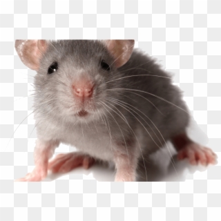 How To Get Rid Of Mice Tips - Mouse Transparent, HD Png Download