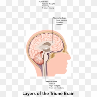Our Unconscious Cognitive And Emotional Thinking Happens - Dura Mater Dural Folds, HD Png Download