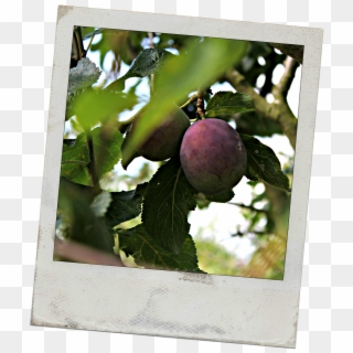 Plums - Superfood, HD Png Download