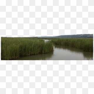 Wetland Transparent, HD Png Download