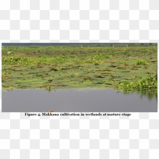 Makhana Cultivation In Wetlands At Mature Stage - Freshwater Marsh, HD Png Download