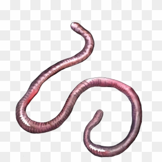 Earthworm Worm Png - Snake, Transparent Png