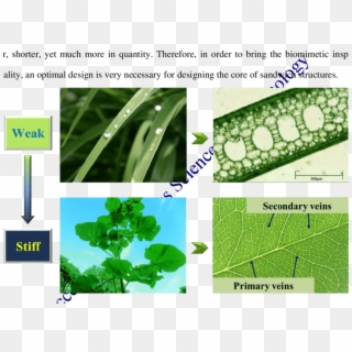Comparison Between A Grass Leaf And A Tree Leaf - Plant Pathology, HD Png Download