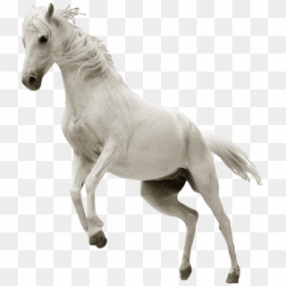 #ftesticker #horse #whitehorse #run #running #animals - Untamed Horse, HD Png Download