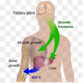 Endocrine Growth Regulation - Human Growth Hormone Diagram, HD Png Download