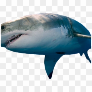 Great White Shark Png, Transparent Png