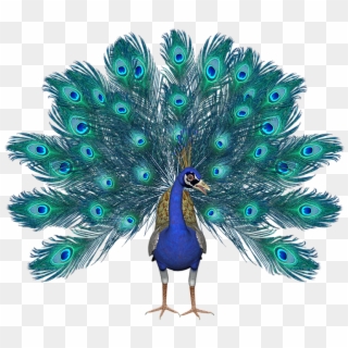 Download Peacock Png Transparent Images Transparent - Cuáles Son Los Animales Omnívoros, Png Download