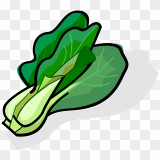 Vector Illustration Of Bok Choy Edible Chinese Cabbage - Sawi Vector Png, Transparent Png