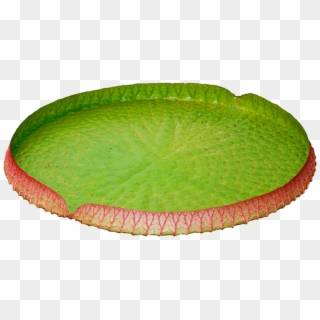 Lily Pad Png - Water Lily, Transparent Png