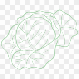 Baby Bok Choy - Line Art, HD Png Download