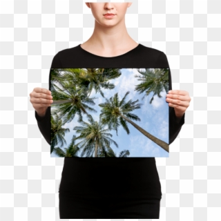 Palm Trees On A Sunny Day Canvas - תמונות עצי דקל, HD Png Download