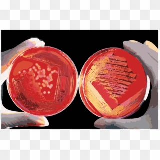 Agar Plate Red Blood Cell - Culturing Microorganisms, HD Png Download