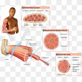 Skeletal Muscle Contains Muscle Tissue, Connective - Blood Vessels In Muscle Tissue, HD Png Download