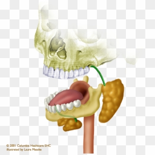 Oral-anatomy - Skull, HD Png Download
