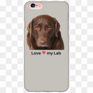 Chocolate Lab Iphone Case - Labrador Retriever, HD Png Download