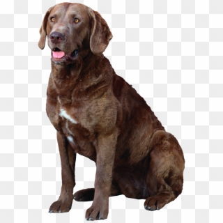 Brown And White Chesapeake Bay Retriever, HD Png Download