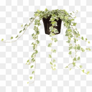 Common Ivy - Bag, HD Png Download