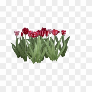 Flower Texture Png 467781 - Sprenger's Tulip, Transparent Png